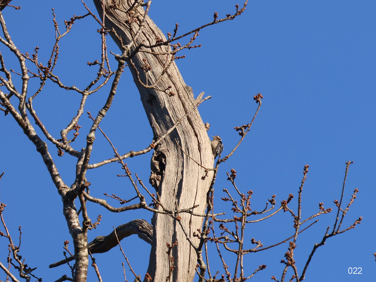 022 Lesser Spotted Woodpecker